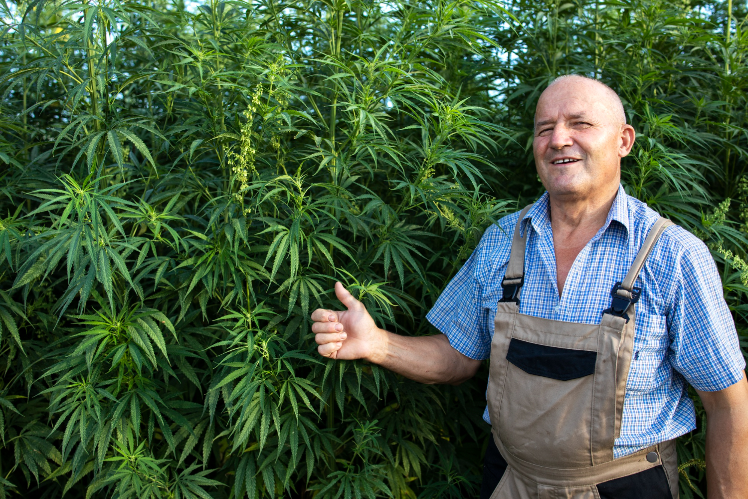 Cultivating Success: How Joint Investors Optimizes Cannabis Cultivation